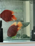 觀(guān)賞魚(yú)活物熱帶魚(yú)發(fā)財魚(yú)鸚鵡魚(yú)起頭中大型魚(yú)活體寵物魚(yú) 精品元寶（19-20cm） 曬單實(shí)拍圖
