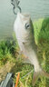 天元鄧剛同款千川五代魚(yú)竿輕量大物竿超輕超硬臺釣竿釣魚(yú)竿漁具 6.6M 曬單實(shí)拍圖