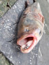 川澤進(jìn)口原絲魚(yú)線(xiàn)路滑大物釣魚(yú)海桿磯釣線(xiàn)圈超強拉力臺釣路亞尼龍魚(yú)線(xiàn) 【120米】超柔軟子系透明子線(xiàn) 1.5號 曬單實(shí)拍圖