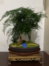 瀚林怡景（HANLINYIJING）文竹盆栽山水盆景植物室內(nèi)客廳桌面辦公室綠植花卉云竹四季常青 文竹-大盆-小橋流水-木座 曬單實(shí)拍圖