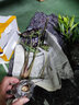 沃繡 水培植物綠植室內水養花卉盆栽銅錢(qián)草 小仙女1棵 不含盆 曬單實(shí)拍圖