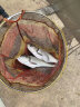 垂弦（ChuiXian） 高品质带称带尺路亚控鱼器夹鱼器抓鱼器控鱼钳鱼夹锁鱼器路亚钳 带称控鱼器（可称30公斤） 实拍图