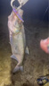愛克飛絲（AKFS）AKFS愛克飛絲日本進(jìn)口魚線韌極飛二代超遠(yuǎn)投路亞主線專用PE線8編 飛二代/藍(lán)色-100米 1號 曬單實(shí)拍圖