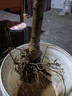 葉之靜 嫁接蘋(píng)果苗 冰糖心蘋(píng)果樹(shù)苗庭院種植盆栽蘋(píng)果苗當(dāng)年結(jié)果 黃元帥4年苗 70cm(含)-89cm(含) 曬單實(shí)拍圖