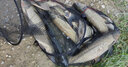 颶利強(qiáng)歐鯉釣歐式釣法海竿拋桿遠(yuǎn)投竿湖庫(kù)釣魚珠珠反底線組庫(kù)釣大物魚鉤 歐式反底釣組6付/8# 曬單實(shí)拍圖