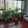 御春閣  盆栽黃桷蘭嫁接花苗蘭花樹(shù)苗黃蘭盆栽地栽苗 黃蘭盆栽地栽苗 黃蘭6年苗 曬單實(shí)拍圖