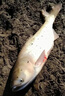 東釣主錨魚(yú)竿專(zhuān)業(yè)錨桿拋竿拋竿插節竿三節并繼竿遠投竿超硬超輕插節海竿 4.5m 半富士藍 無(wú)規格 曬單實(shí)拍圖