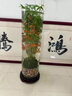 MPPMCK翡翠觀(guān)音竹水中貴族苔蘚球水培款配造盆景盆栽綠植花卉植物 【魚(yú)缸款】水培翡翠竹+15*60魚(yú)缸 帶盆栽好 曬單實(shí)拍圖