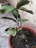 花姬 紅桂花樹(shù)苗 名品丹桂狀元紅桂花苗 珍稀紅桂朱砂桂 四季紅桂花苗 曬單實(shí)拍圖