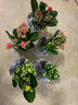 家中有果長(cháng)壽花重瓣花卉盆栽四季觀(guān)花植物 四季開(kāi)花盆栽帶花苞發(fā)貨 重瓣粉色帶花苞 含盆帶盆栽好 曬單實(shí)拍圖