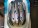 浮煙山云長(cháng)魚(yú)竿手桿超輕超硬28調臺釣竿19高碳鯉魚(yú)竿輕量版野釣桿綜合竿 5.4m 【硬挺19調】+禮包 曬單實(shí)拍圖