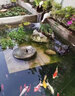 獅灣 錦鯉魚(yú)活體日本純種錦鯉魚(yú)苗昭和白寫(xiě)錦鯉魚(yú)觀(guān)賞魚(yú)紅白丹頂大正 黃金錦鯉一條 12-14cm 曬單實(shí)拍圖