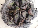 藕荷泥（OUHENI）現(xiàn)摘洪湖新鮮菱角老菱角黑菱角青菱角米新鮮粉糯湖北特產(chǎn)生鮮棱角 嫩菱角米3斤 順豐保鮮發(fā)貨 曬單實(shí)拍圖
