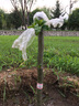 當年結果 六年大苗藍寶石葡萄樹(shù)苗盆栽地栽果樹(shù)苗嫁接櫻桃樹(shù)苗蘋(píng)果樹(shù)苗李子樹(shù)桃樹(shù)苗南北方種植 紅富士蘋(píng)果苗 3年苗當年結果 曬單實(shí)拍圖