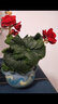 家中有果室內花卉綠植玫瑰海棠盆栽麗格海棠花苗重瓣四季開(kāi)花 粉紅色【帶花】 不含盆 曬單實(shí)拍圖