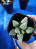 墨一玉露多肉植物帶盆栽好藍鏡玉露辦公室桌面盆栽植物花卉教師節禮物 冰城壽 帶盆栽好 曬單實(shí)拍圖