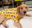寵星記中型犬大狗衣服 夏裝夏款 寵物服裝 絲感涼涼衣 防曬衣 金毛薩摩 黃色笑臉4號（胸圍76-84cm） 曬單實拍圖