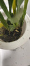 劉閣蘭花奶香味夢(mèng)香蘭 現帶濃香花苞出售 香水文心蘭花卉綠植盆栽跳舞蘭 2盆紅色夢(mèng)香帶6支生花劍 帶北歐盆 曬單實(shí)拍圖