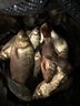 阿盧 【專賣店】小藥百香居釣魚(yú)添加劑 陸克香 粉劑 魚(yú)餌添加劑香精 陸克香一支（果香味） 曬單實(shí)拍圖