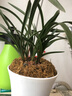 艾瑩蘭花苗 大團圓春蘭經(jīng)典荷瓣花 現帶濃香花苞好養室內綠植花卉盆栽 1棵6苗連體帶花 曬單實(shí)拍圖