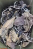 白大師 茶葉白茶2010年壽眉福鼎老白茶鐵罐禮盒裝200g源頭直發(fā) 曬單實(shí)拍圖