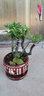 小葉紫檀盆景樹(shù)黑骨茶室內陽(yáng)臺辦公室綠植盆栽辦公室桌面盆栽黑骨茶耐寒盆栽含原裝盆發(fā)貨 中號4根30厘米左右高原裝簡(jiǎn)易塑料盆 含原裝盆發(fā)貨 曬單實(shí)拍圖