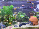 森森（SUNSUN）魚(yú)缸水族箱 水晶可調加熱棒恒溫JRB系列防爆石英玻璃加熱器溫控器 JRB250 -500W 曬單實(shí)拍圖