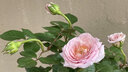 MPPMCK玫瑰花樹苗濃香型花卉大月季花苗四季開花庭院綠化扦插小苗 混色20顆【下單備注品種】 不含盆 曬單實(shí)拍圖