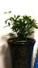 御春閣 鵝掌柴 鴨掌木 鴨腳木室內(nèi)客廳大型植物盆景花卉盆栽苗 原盆原土 50-60cm高度 曬單實(shí)拍圖