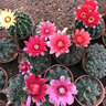 納格蘭緋花玉開(kāi)花仙人類(lèi)稀有多肉花卉盆栽易活 2 12緋花玉直徑5--8厘米 含盆 曬單實(shí)拍圖