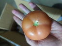 靜益樂(lè )源西紅柿 四川露天攀枝花米易沙瓤西紅柿 新鮮蔬菜 5斤 單果50g+ 曬單實(shí)拍圖