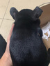 伊寵法斗幼犬純種法國斗牛犬寵物狗狗活體小狗活物 寵物級 公 曬單實拍圖