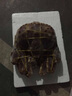 榕毅鮮生 帝王蟹鮮活凍海鮮水產(chǎn)禮盒生凍新鮮長(cháng)腳蟹超特大皇帝蟹 生凍7.5-8斤一只 曬單實(shí)拍圖