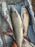 軍艦鳥(niǎo) 鰱鳙釣組 水怪籠鉤全套裝帶鉛 爆炸鉤魚(yú)鉤水雷釣籠魚(yú)鉤釣魚(yú)用品 14號(hào)鉤 曬單實(shí)拍圖