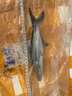 樂淘逸寵樂淘逸寵淡水鯊魚活體熱帶觀賞魚大型虎頭鯊龍魚配魚 23-25cm藍鯊1條發(fā)順豐 曬單實拍圖