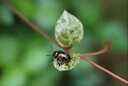 佳能（Canon）EF 100mm f/2.8L IS USM 新百微鏡頭 昆蟲口腔牙科專用微距頭 EF100mm f2.8L IS USM新百微鏡頭 曬單實(shí)拍圖