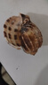 藍(lán)海精靈 天然大海螺  三湖j卷貝魚卵孵化躲避魚缸水草螺 寄居蟹替換殼 9-10cm廣口楊桃螺 曬單實拍圖
