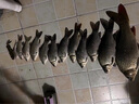 丸美享釣 魚(yú)線(xiàn)休閑野釣漁線(xiàn)臺釣大物魚(yú)線(xiàn)柔軟子線(xiàn)耐磨原絲尼龍線(xiàn)漁線(xiàn)耐磨 子線(xiàn)1.5 曬單實(shí)拍圖