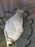 開沃精工漁具蘭亭極翹嘴版釣竿 臺釣竿10米甩大鞭草魚竿休閑釣魚竿 9米 曬單實拍圖