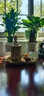 一名花匠巴西木幸運水養植物小辦公室內桌面格魯特四季樹(shù)樁水培綠植  5cm+荷葉邊盆+小和尚+格魯特 曬單實(shí)拍圖