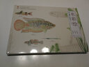 中國原生魚水彩繪 張國剛 彭作剛 常見原生魚類精美原創(chuàng)水彩畫物種飼養(yǎng)體驗(yàn)等中國原生魚美艷鑒別魚種中國小型淡水魚飼養(yǎng)殖常識(shí)書 曬單實(shí)拍圖