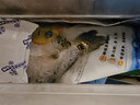 鮮漁翁 三去鱸魚開背海鱸魚500g大魚去鱗去鰓去內(nèi)臟5條裝2500g深海魚 開背鱸魚 500g 3條 曬單實(shí)拍圖