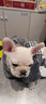 京狼圖騰雙血統(tǒng)純種法國斗牛犬小型犬法斗幼犬家養(yǎng)活體寵物狗斗牛犬幼犬 血統(tǒng)級(jí) 2 曬單實(shí)拍圖