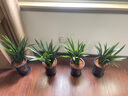 兩腿跑【順豐送上門】濃香型蘭花墨蘭四季開花綠植盆栽花卉帶盆栽好 臺北小姐 8-10苗 帶盆栽好 曬單實(shí)拍圖
