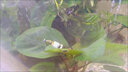 科迪法國科迪硝化細菌水族魚(yú)缸養魚(yú)專(zhuān)用品淡海水通用活性菌無(wú)菌包裝 硝化細菌（體驗裝） 1ml 1瓶 曬單實(shí)拍圖