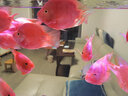 大禹德邦血鸚鵡飼料螺旋藻增艷鸚鵡魚發(fā)財魚魚食水族養(yǎng)魚用品觀賞魚糧 血鸚鵡增艷飼料360g 曬單實拍圖