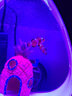 月光水母水母入門套裝海水寵物迷你魚缸赤月海月觀賞桌面網(wǎng)紅水母缸第5代 7L不含水母套裝 曬單實拍圖