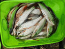 阿盧浮漂LPC37黑坑水庫大物漂加粗醒目鯉魚漂高靈敏蘆葦鰱鳙浮標(biāo)C37 LPC37（15目黑坑水庫） 2號(吃鉛約6.14克) 曬單實(shí)拍圖