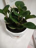 電腦桌面小盆栽薄荷文竹仙人球掌辦公室內花卉綠植物景 桌面小盆栽-豆瓣綠 帶盆栽好 曬單實(shí)拍圖