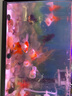 【順豐】金魚活魚觀賞魚冷水魚小魚獅子頭水族活體招財(cái)魚好養(yǎng)活蘭壽泰獅熊貓碟尾虎頭丹鳳藍(lán)瘦精品魚苗風(fēng)水魚 5-8厘米隨機(jī)3條金魚 曬單實(shí)拍圖